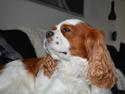 Cavalier king charles spaniel Cocio 2006-2016