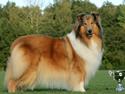 Collie langhåret Lapinette´s Prima Donna