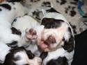 Engelsk springer spaniel "Enzo" sieger's Nothing But Trouble