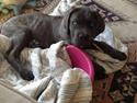 Cane corso Pusling