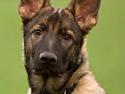 Schæferhund Jen-ager's Cantor aka Caos