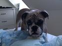 Engelsk bulldog Berta