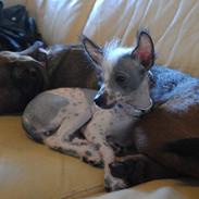 Chinese crested hårløs Penny Lane