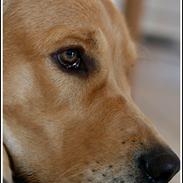 Labrador retriever Aiko