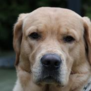 Labrador retriever Aiko