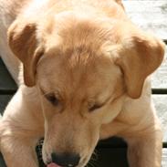 Labrador retriever Aiko