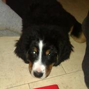 Berner sennenhund Arnold <3