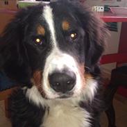 Berner sennenhund Arnold <3