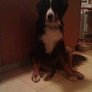 Berner sennenhund Arnold <3