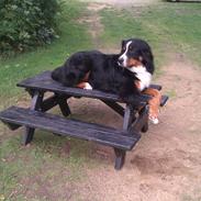 Berner sennenhund Arnold <3