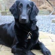 Flat coated retriever Flatterhaft Krusemynta (Chrie)