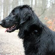 Flat coated retriever Flatterhaft Krusemynta (Chrie)