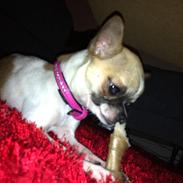 Chihuahua Chila
