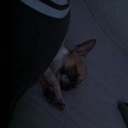 Chihuahua Chila