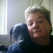 Labrador retriever Sheba