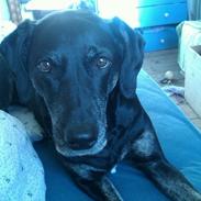 Labrador retriever Sheba