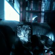 Labrador retriever Sheba