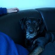 Labrador retriever Sheba