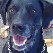 Labrador retriever Sheba