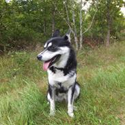 Blanding af racer Gaia (Blanding af siberian huskey, og samojede)