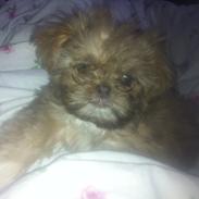 Shih tzu Molly