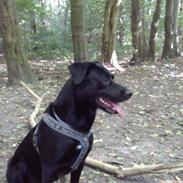 Blanding af racer Blacky`Boy