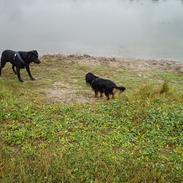 Blanding af racer Blacky`Boy