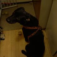 Blanding af racer Blacky`Boy