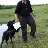 Blanding af racer Blacky`Boy