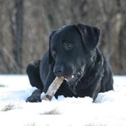 Labrador retriever Blackboys Kenzo