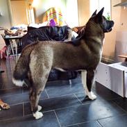 American Akita Evita