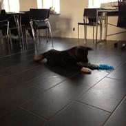 American Akita Evita