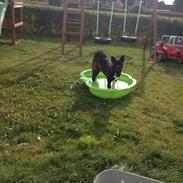 American Akita Evita