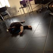 American Akita Evita