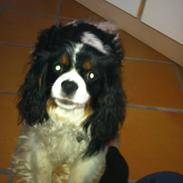 Cavalier king charles spaniel Charlie