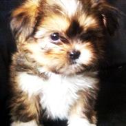 Blanding af racer Tjalfe