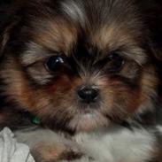 Blanding af racer Tjalfe