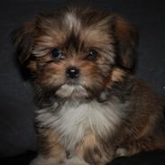 Blanding af racer Tjalfe