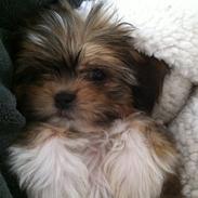 Blanding af racer Tjalfe