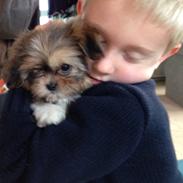 Blanding af racer Tjalfe