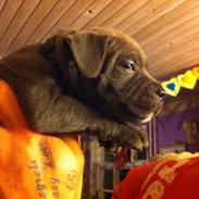 Staffordshire bull terrier Blue Don Carlos