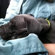 Staffordshire bull terrier Blue Don Carlos