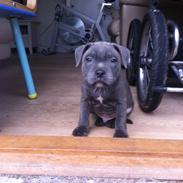 Staffordshire bull terrier Blue Don Carlos