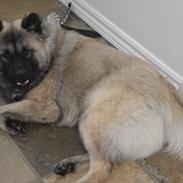 Eurasier Billy (Eurasierkrogen's Cæcar)