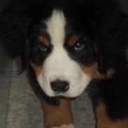 Berner sennenhund Balder