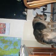 Schæferhund Tiger