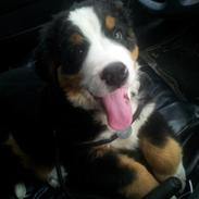 Berner sennenhund Balder