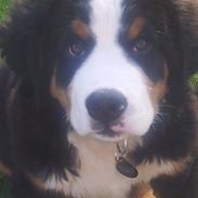 Berner sennenhund Balder