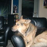 Schæferhund Tiger