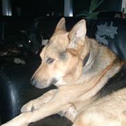 Schæferhund Tiger